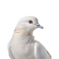 Close-up photo of a white dove isolated on a transparent background png