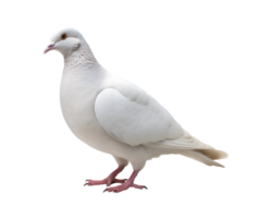 detailopname foto van een wit duif geïsoleerd Aan een transparant achtergrond png