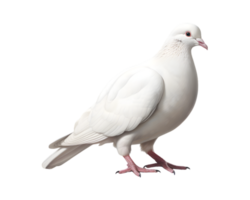 Close-up photo of a white dove isolated on a transparent background png