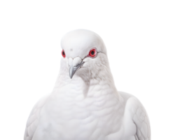 Close-up photo of a white dove isolated on a transparent background png