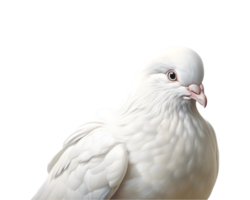 detailopname foto van een wit duif geïsoleerd Aan een transparant achtergrond png