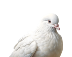 Close-up photo of a white dove isolated on a transparent background png