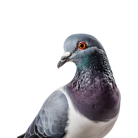 Close-up shot of a racing pigeon with beautiful colored plumage isolated on a transparent background png