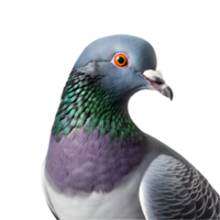 Close-up shot of a racing pigeon with beautiful colored plumage isolated on a transparent background png