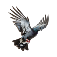 Racing pigeons fly with beautiful wide open wings isolated on a transparent background png