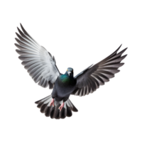 Racing pigeons fly with beautiful wide open wings isolated on a transparent background png