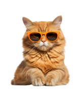 cat sitting relaxed wearing glasses looking cool isolated on a transparent background png