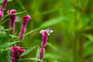 Oriental Plains Cupid Butterfly photo