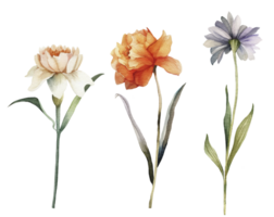 Set of multi-colored garden flowers, watercolor illustration. png