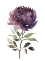 Burgundy protea flower, watercolor illustration. png