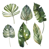 Watercolor set of green tropical and leaves, hand painted. png