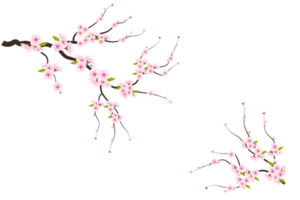 Kirsche blühen Ast mit Sakura Blume. Kirsche Blüte. Kirsche Knospe. Rosa Sakura Blume png