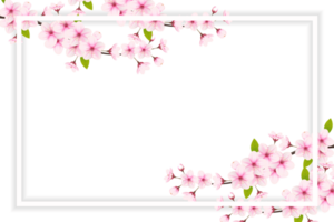 Cherry blossom branch with sakura flower.  cherry blossom. cherry bud. pink sakura flower png