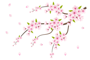 Cherry blossom branch with sakura flower.  cherry blossom. cherry bud. pink sakura flower png