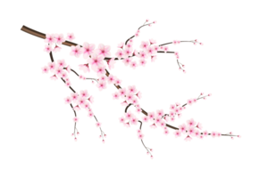 kers bloesem Afdeling met sakura bloem. kers bloesem. kers knop. roze sakura bloem png