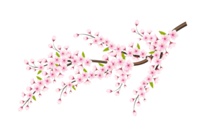 körsbär blomma gren med sakura blomma. körsbär blomma. körsbär knopp. rosa sakura blomma png