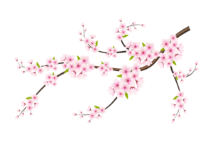 kers bloesem Afdeling met sakura bloem. kers bloesem. kers knop. roze sakura bloem png