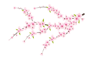 körsbär blomma gren med sakura blomma. körsbär blomma. körsbär knopp. rosa sakura blomma png