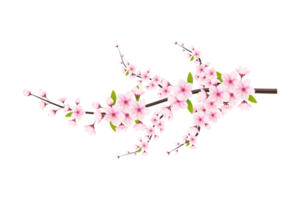 Cherry blossom branch with sakura flower.  cherry blossom. cherry bud. pink sakura flower png