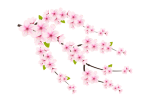 Kirsche blühen Ast mit Sakura Blume. Kirsche Blüte. Kirsche Knospe. Rosa Sakura Blume png