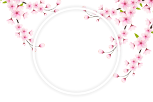 Cherry blossom branch with sakura flower.  cherry blossom. cherry bud. pink sakura flower png