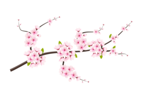 Kirsche blühen Ast mit Sakura Blume. Kirsche Blüte. Kirsche Knospe. Rosa Sakura Blume png