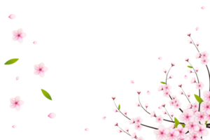 Cherry blossom branch with sakura flower.  cherry blossom. cherry bud. pink sakura flower png