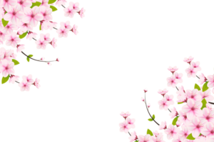 Cerise fleur branche avec Sakura fleur. Cerise fleurir. Cerise bourgeon. rose Sakura fleur png