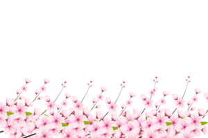 Cherry blossom branch with sakura flower.  cherry blossom. cherry bud. pink sakura flower png