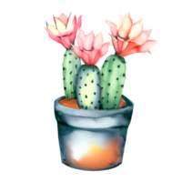 Watercolor Blooming cactus with flowers in vintage pots. png