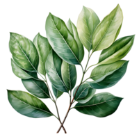 acuarela y pintura verde hojas rama ilustración png
