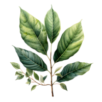 acquerello e pittura verde le foglie ramo illustrazione png