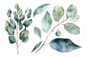 Watercolor set of eucalyptus on a transparent background. AI generated illustration. png