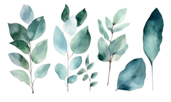 Watercolor set of eucalyptus on a transparent background. AI generated illustration. png