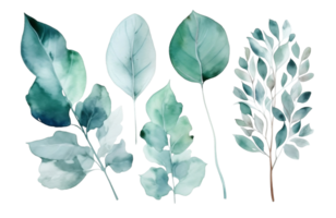 Watercolor set of eucalyptus on a transparent background. AI generated illustration. png