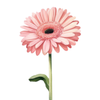 Rosa Gerbera Gänseblümchen Blume Isolierung auf Weiß Hintergrund png