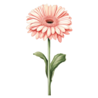 Rosa Gerbera Gänseblümchen Blume Isolierung auf Weiß Hintergrund png