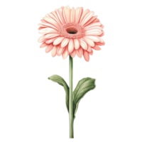 rose gerbera Marguerite fleur isolement sur blanc Contexte png