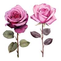 AI Generative Watercolor bouquet of roses isolated on transparent background png