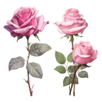 AI Generative Watercolor bouquet of roses isolated on transparent background png