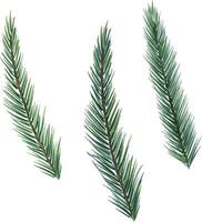 Spruce branches digital watercolor style illustration isolated on white. Cedar tree, pine plant, conifer hand drawn. Element for design Christmas invitation, card, new year design, holiday print vector