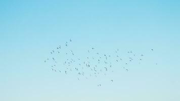 A flock of birds flying in the blue sky photo