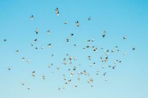 un rebaño de aves volador en el azul cielo foto