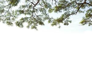 The leaves of the big tree on the white background photo