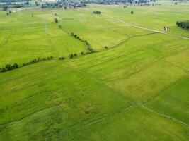 aéreo fotografía, verde arroz campos en rural áreas, Tailandia foto