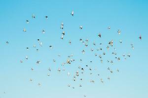 A flock of birds flying in the blue sky photo