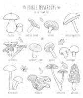 Set of edible mushrooms with titles on white background. Hand drawn vector illustration collection.