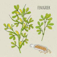 Fenugreek medical botanical isolated illustration. Plant, leaves, seeds hand drawn set. Vintage sketch colorful. vector