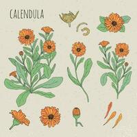 Calendula medical botanical isolated illustration. Plant, flowers, petals, leaves, seed hand drawn set. Vintage colorful sketch. vector