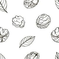 Nut seamless on white background. Hand drawn contour pattern with walnut. vector